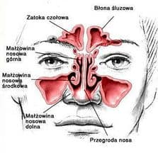 anatomia nosa