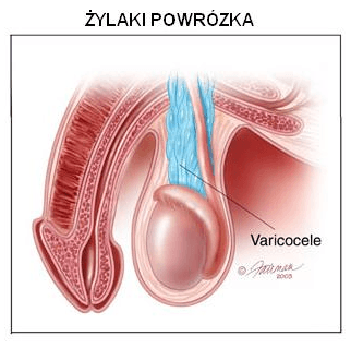 zylaki powrozka2