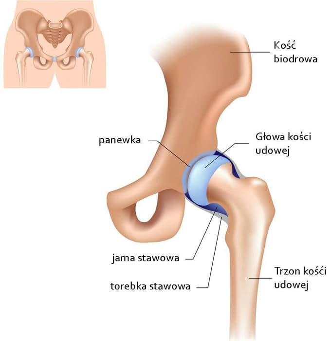 zdrowy staw biodrowy